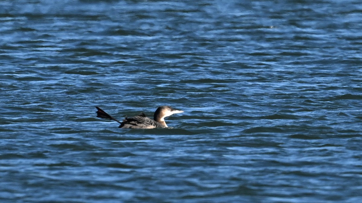 Plongeon huard - ML611910540