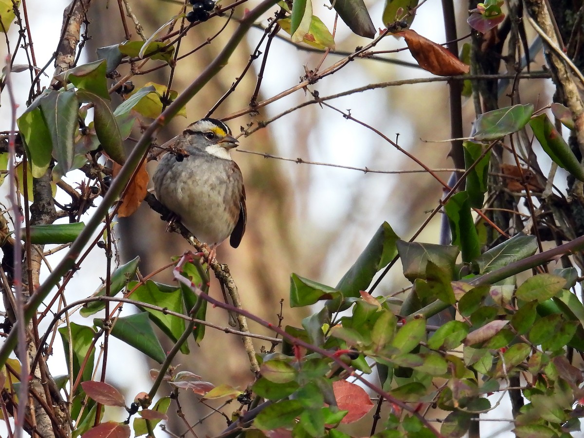 White-throated Sparrow - ML611910549