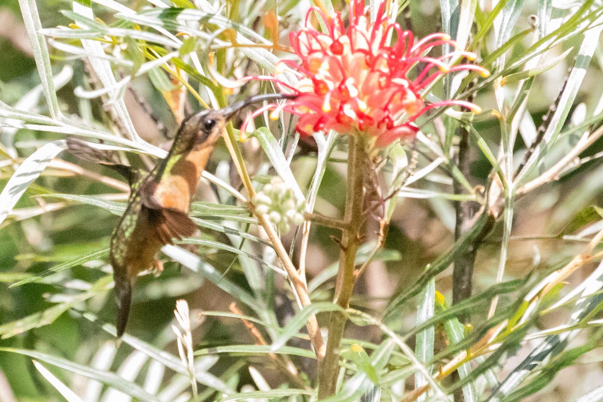 Rufous-breasted Hermit - ML611910668