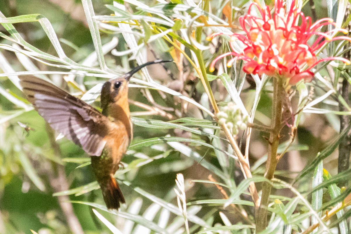 Rufous-breasted Hermit - ML611910672