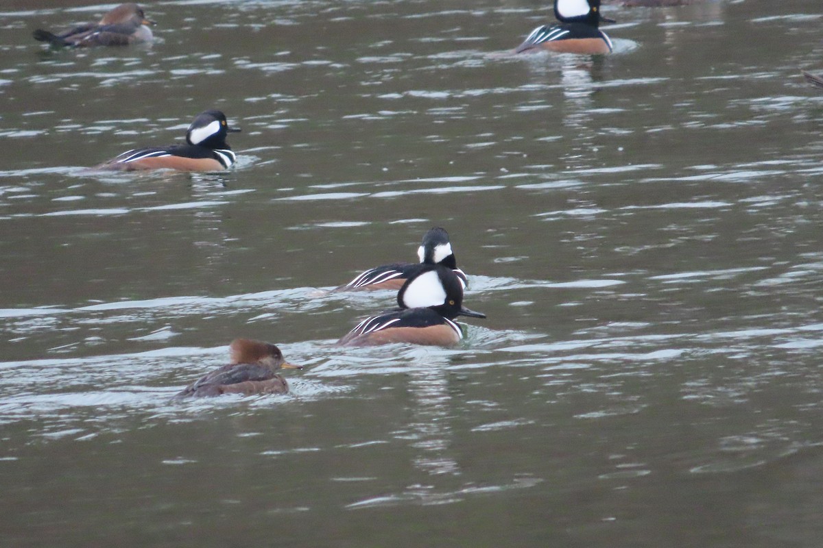 Hooded Merganser - David Brinkman