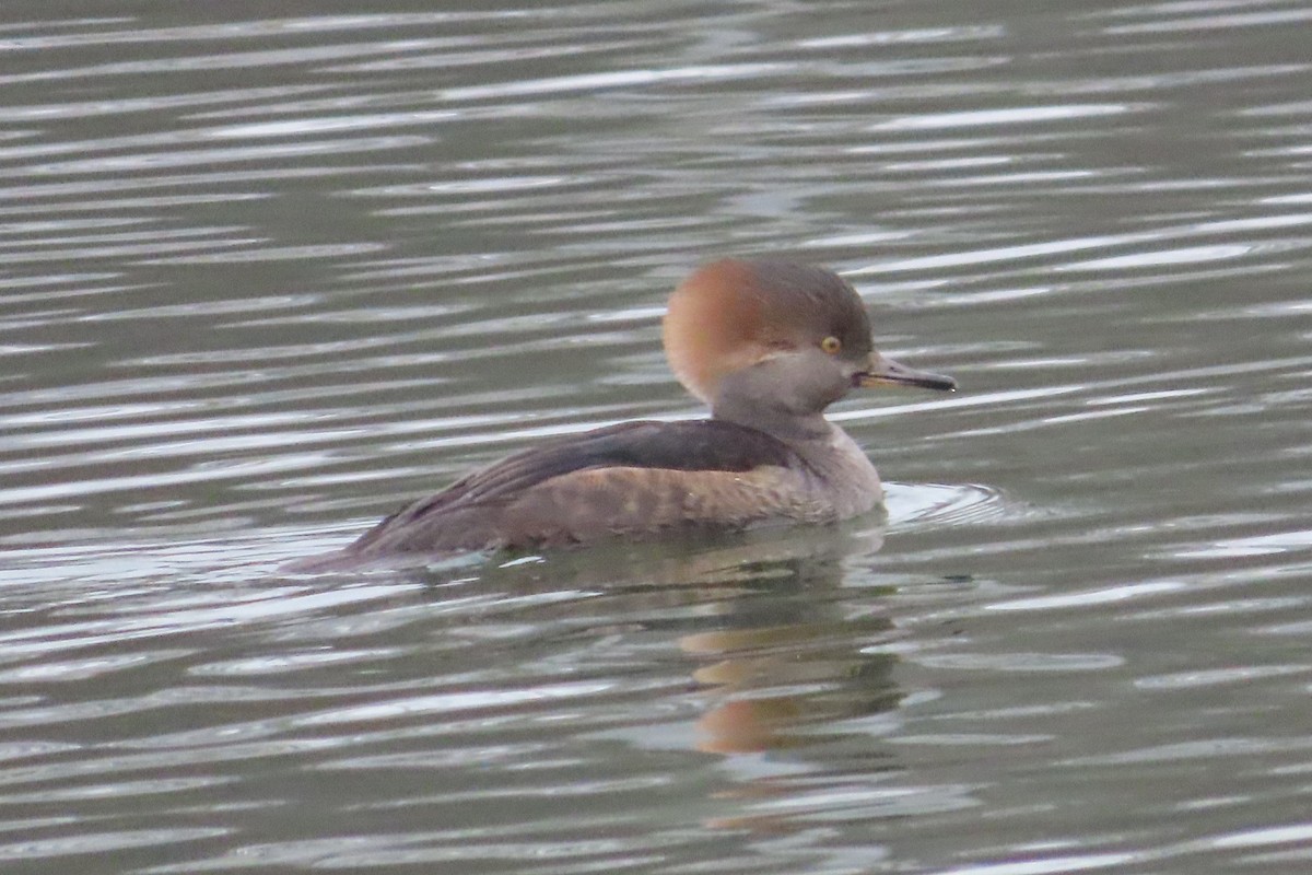 Hooded Merganser - David Brinkman