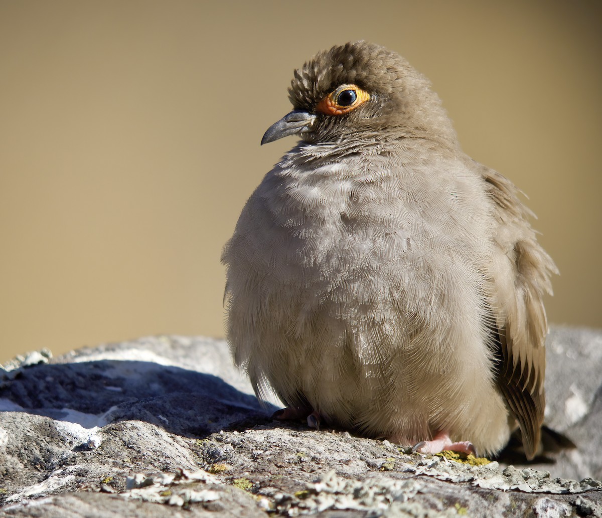 Bare-eyed Ground Dove - ML611910853