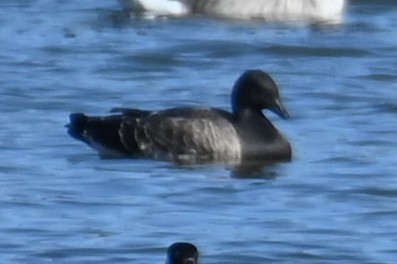 Branta musubeltza - ML611910897