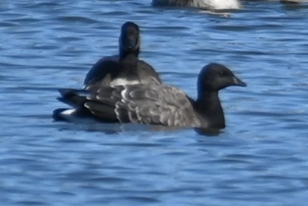 Brant - ML611910898