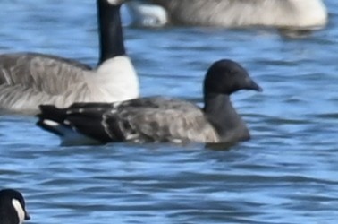 Brant - ML611910899