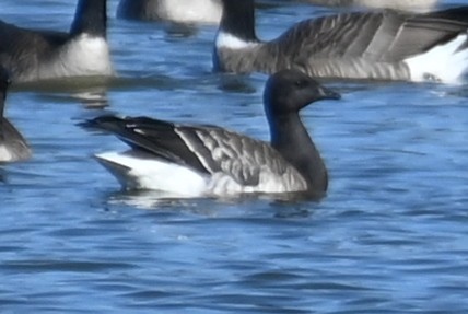 Barnacla Carinegra - ML611910900