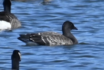 Branta musubeltza - ML611910901