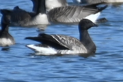 Branta musubeltza - ML611910902