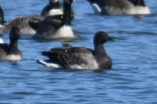 Branta musubeltza - ML611910903