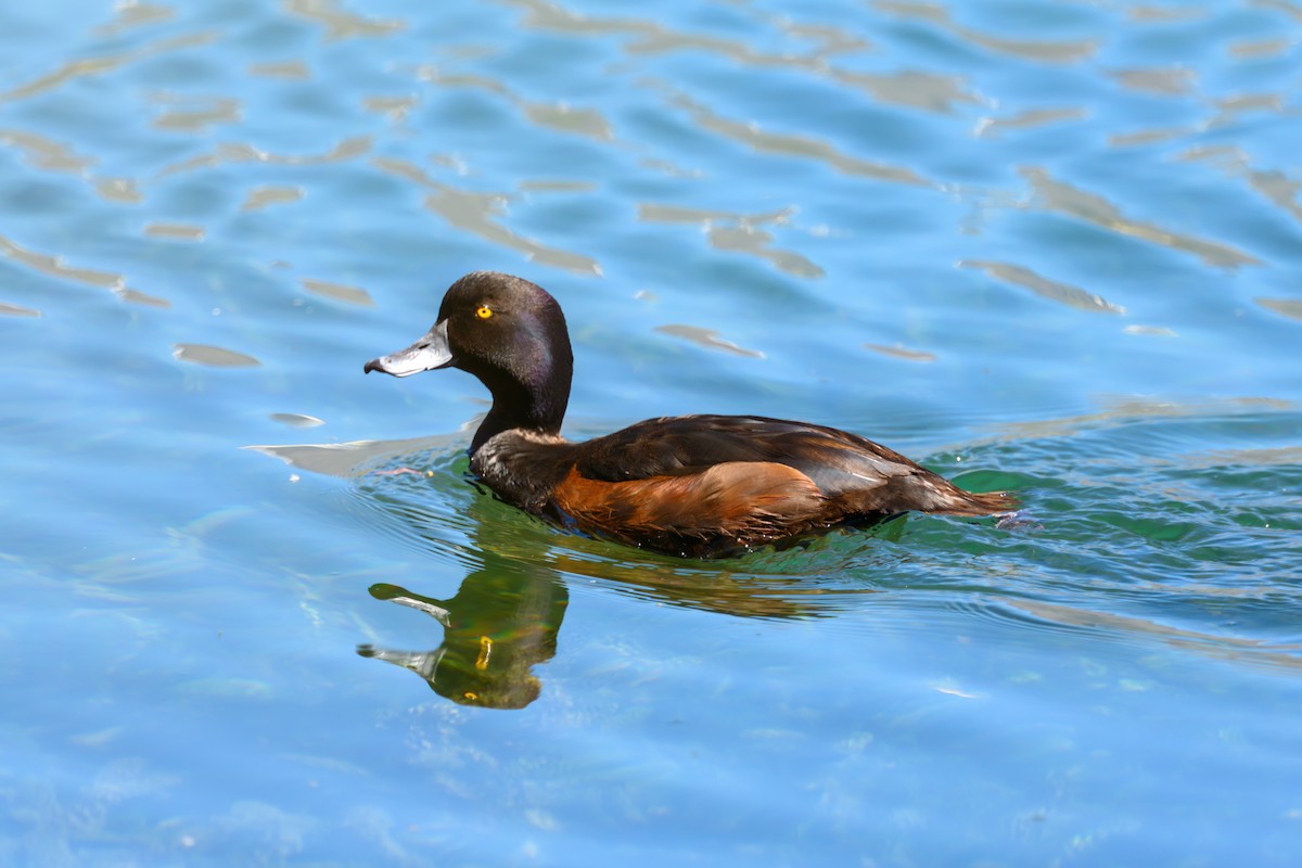 New Zealand Scaup - ML611910910