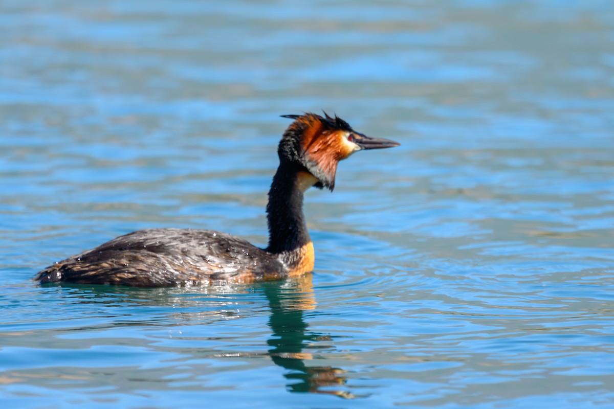 Great Crested Grebe - Gillie Matthew