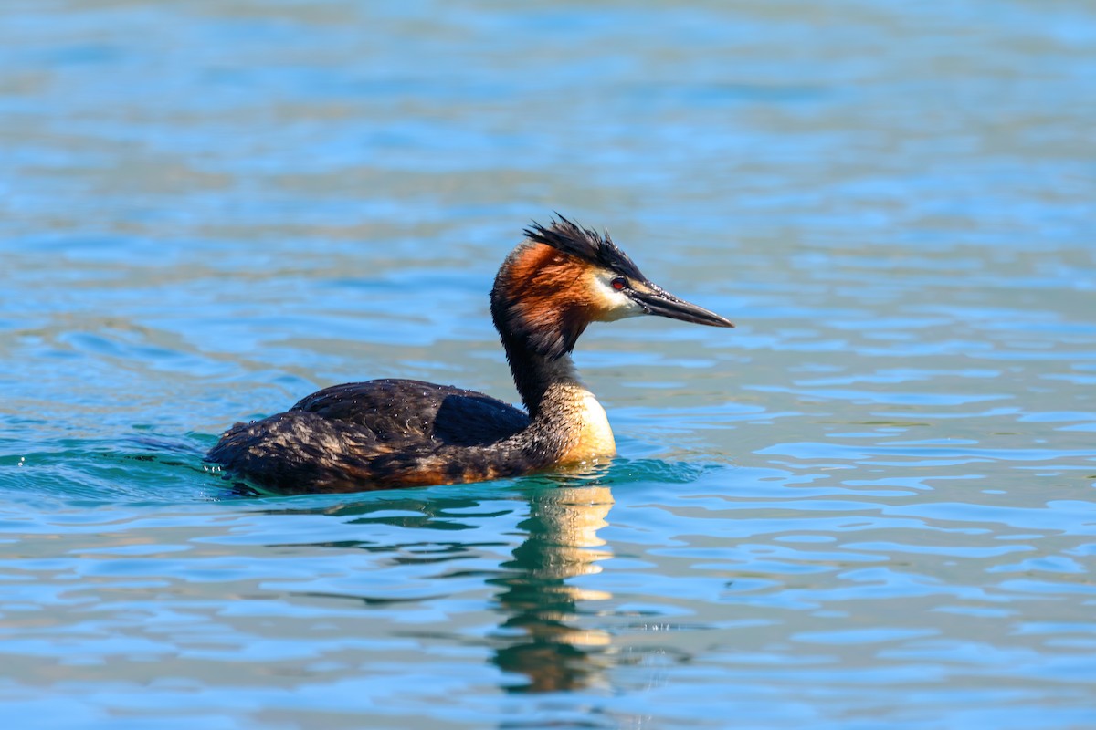 Great Crested Grebe - Gillie Matthew