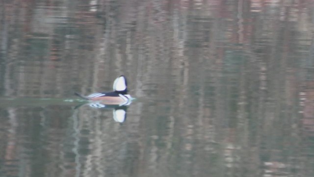 Крех жовтоокий - ML611910975