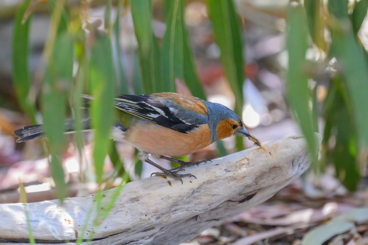 Common Chaffinch - Gillie Matthew