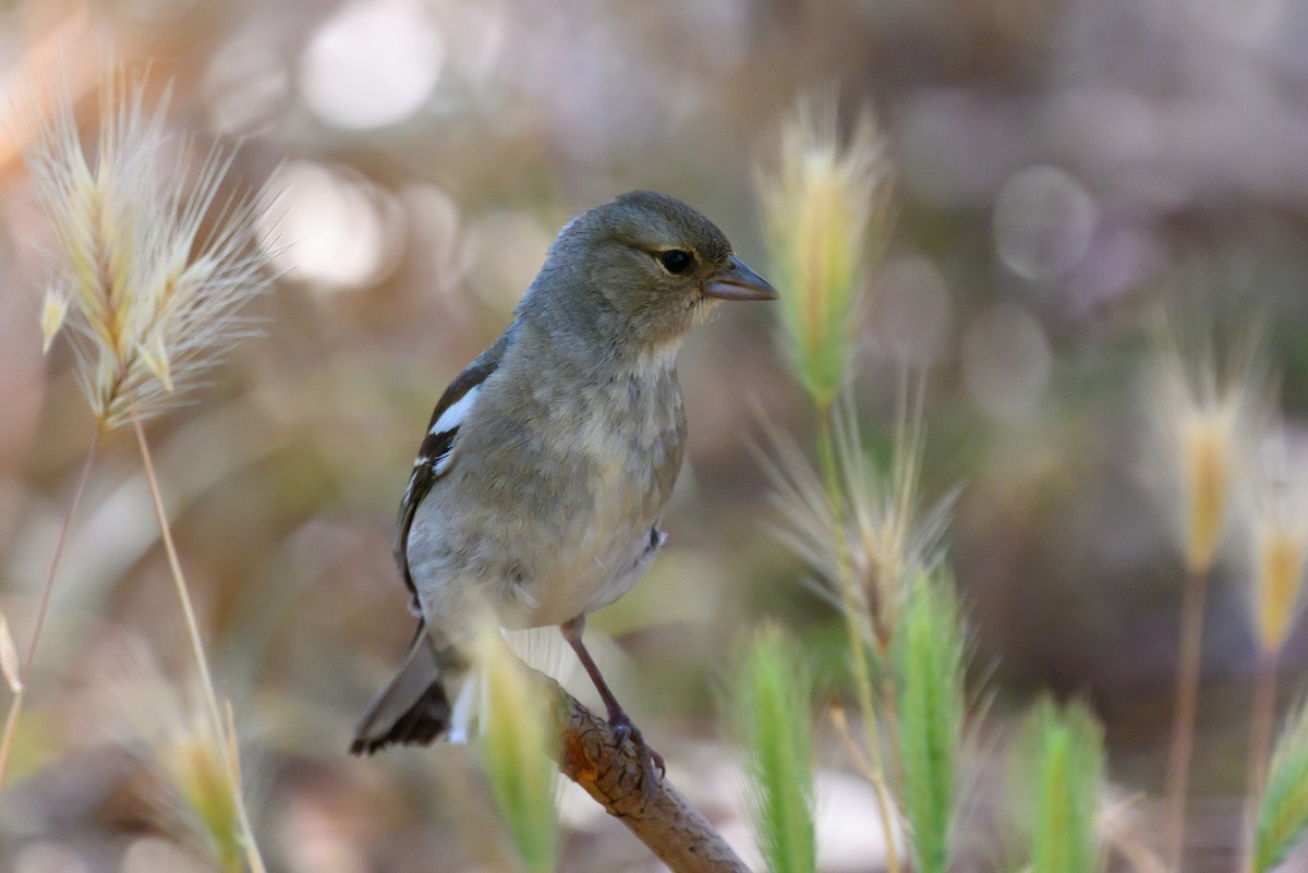 Common Chaffinch - ML611910995