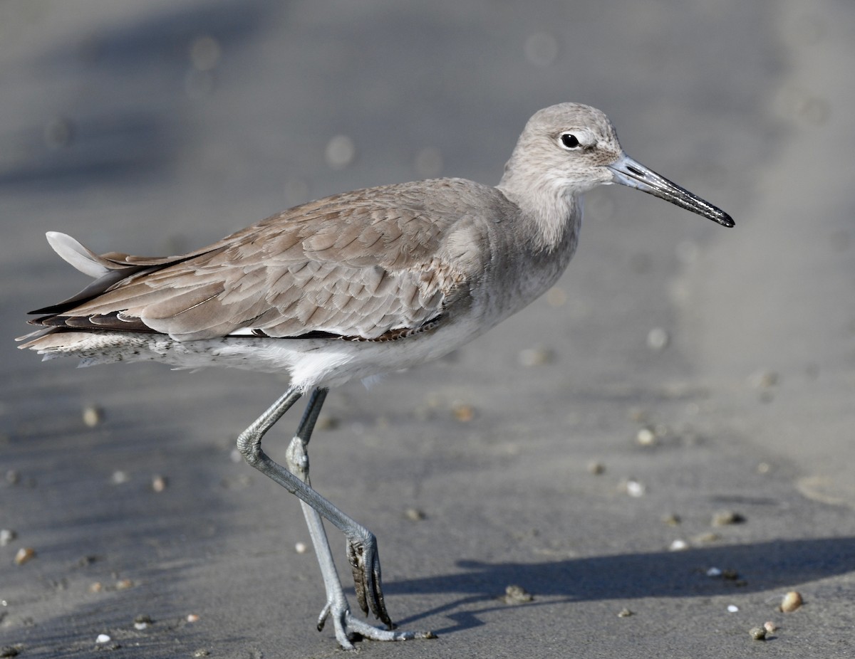 Willet - ML611910996