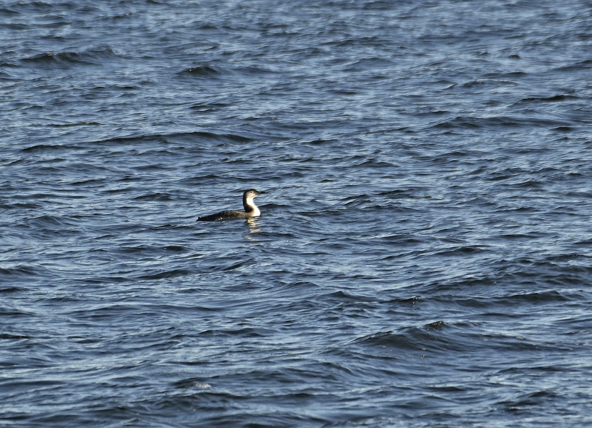 Common Loon - ML611910998