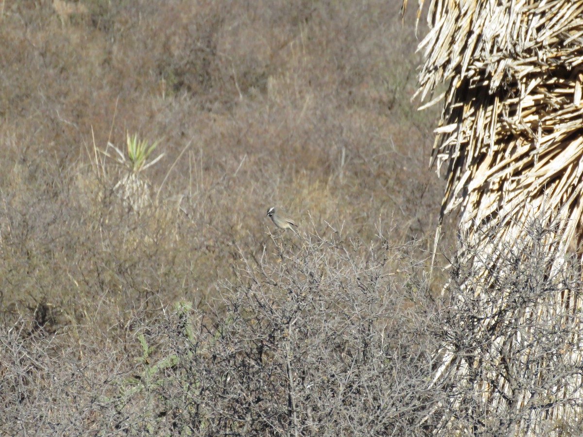 Black-throated Sparrow - ML611911039