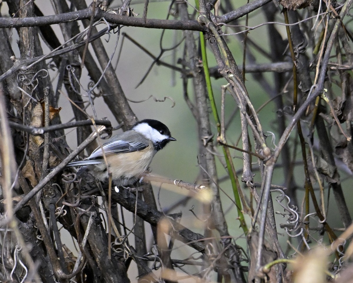 Black-capped Chickadee - ML611911049