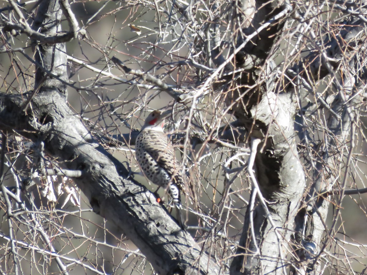 Northern Flicker (Red-shafted) - ML611911080