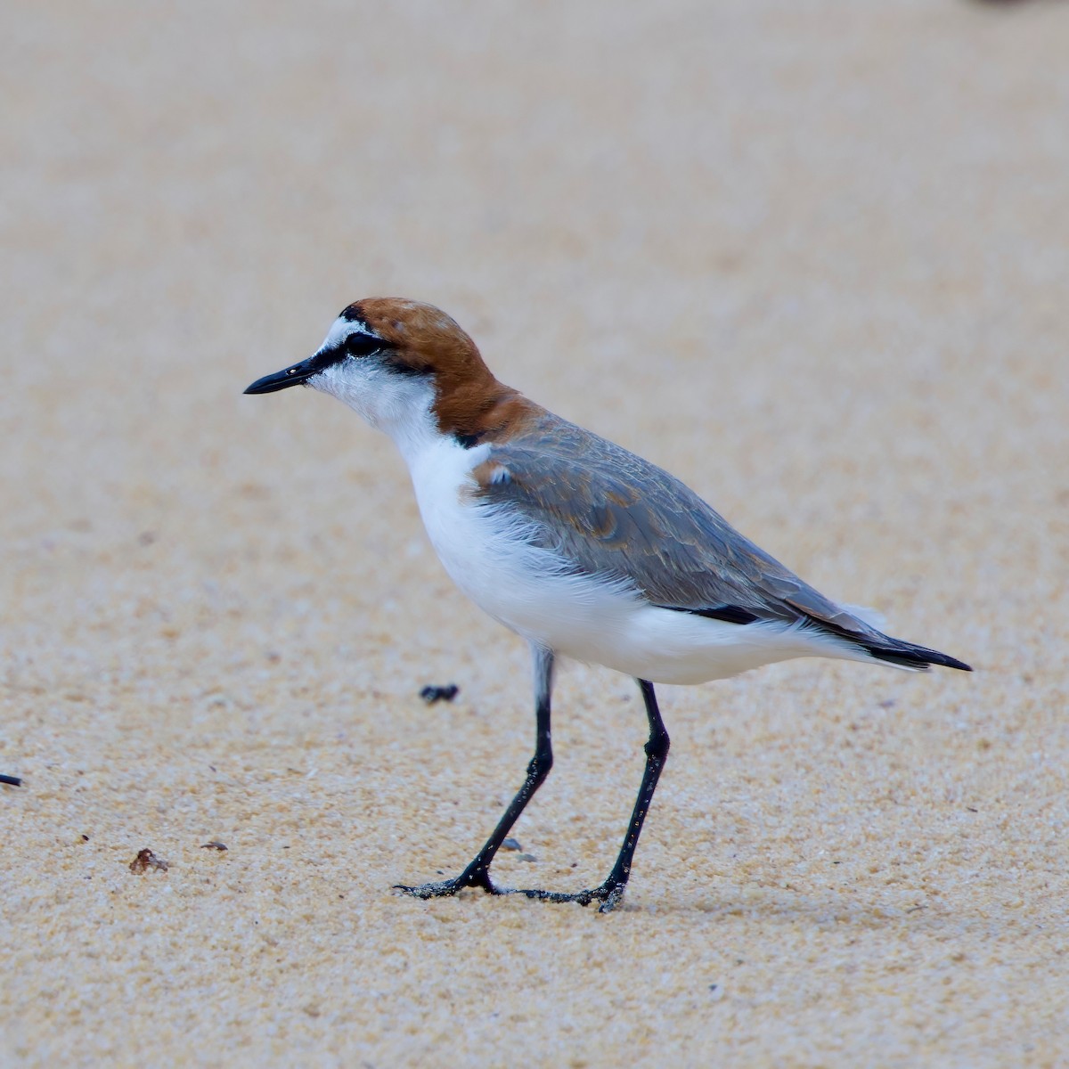 Red-capped Plover - ML611911082