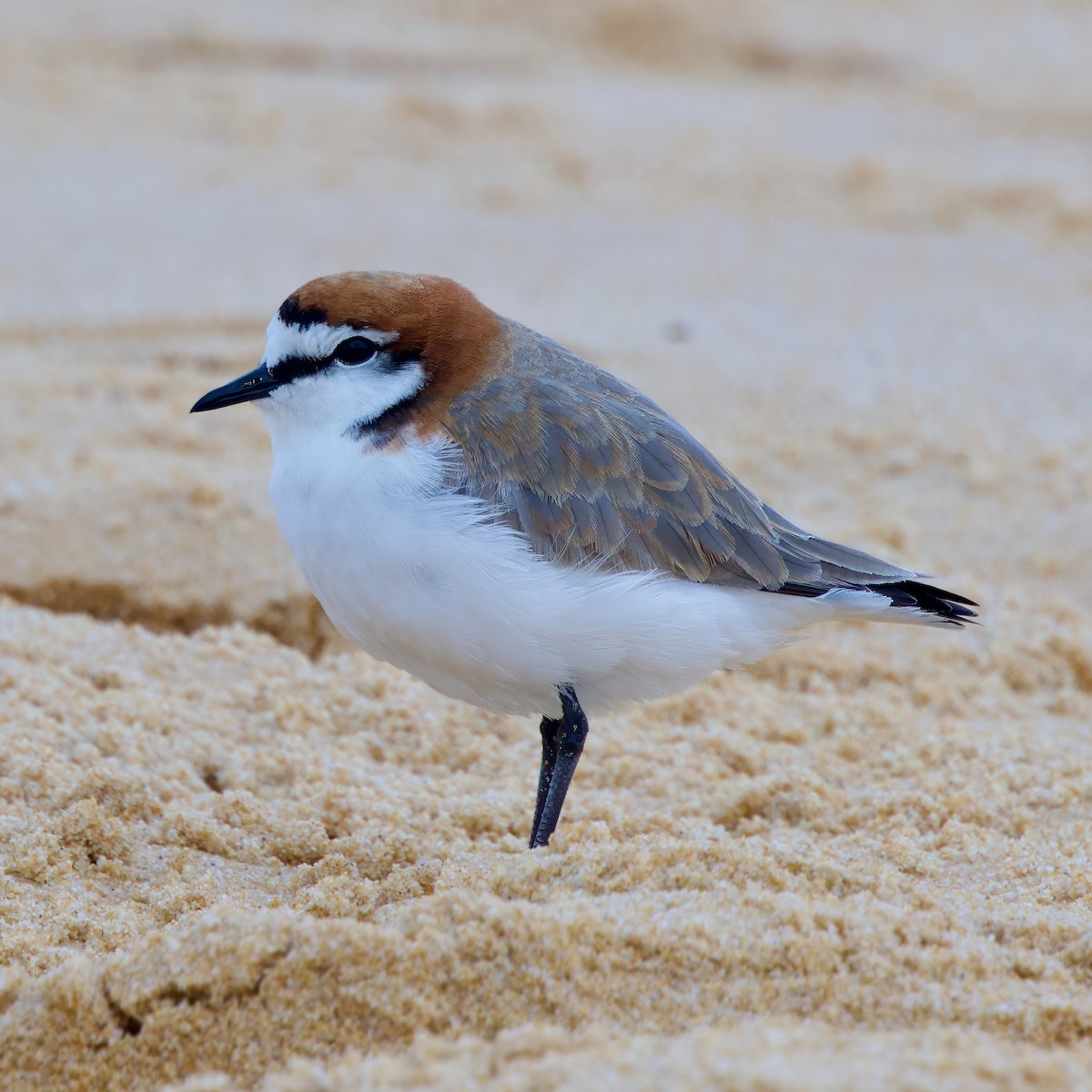 Red-capped Plover - ML611911084