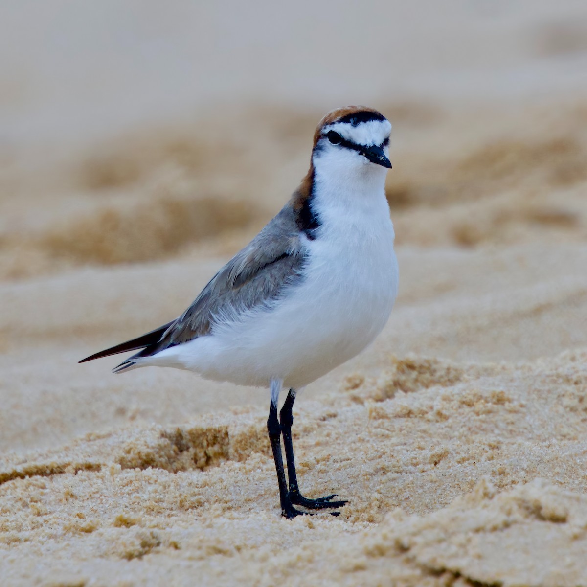 Red-capped Plover - ML611911085