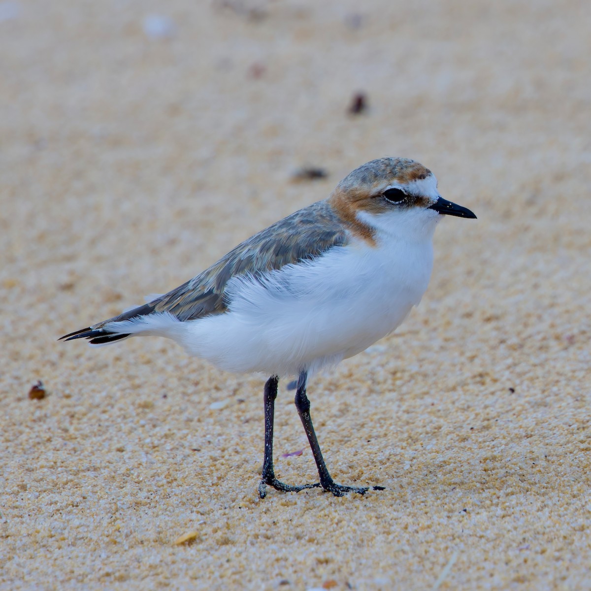 Red-capped Plover - ML611911086