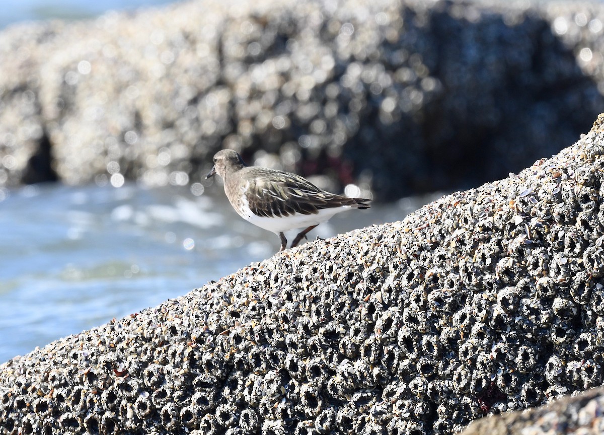 Black Turnstone - ML611911091