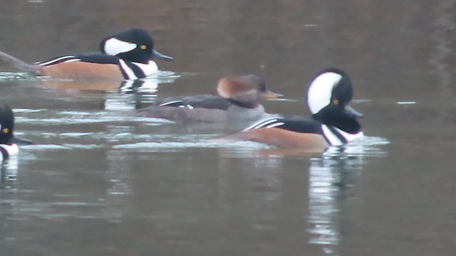 Крех жовтоокий - ML611911092