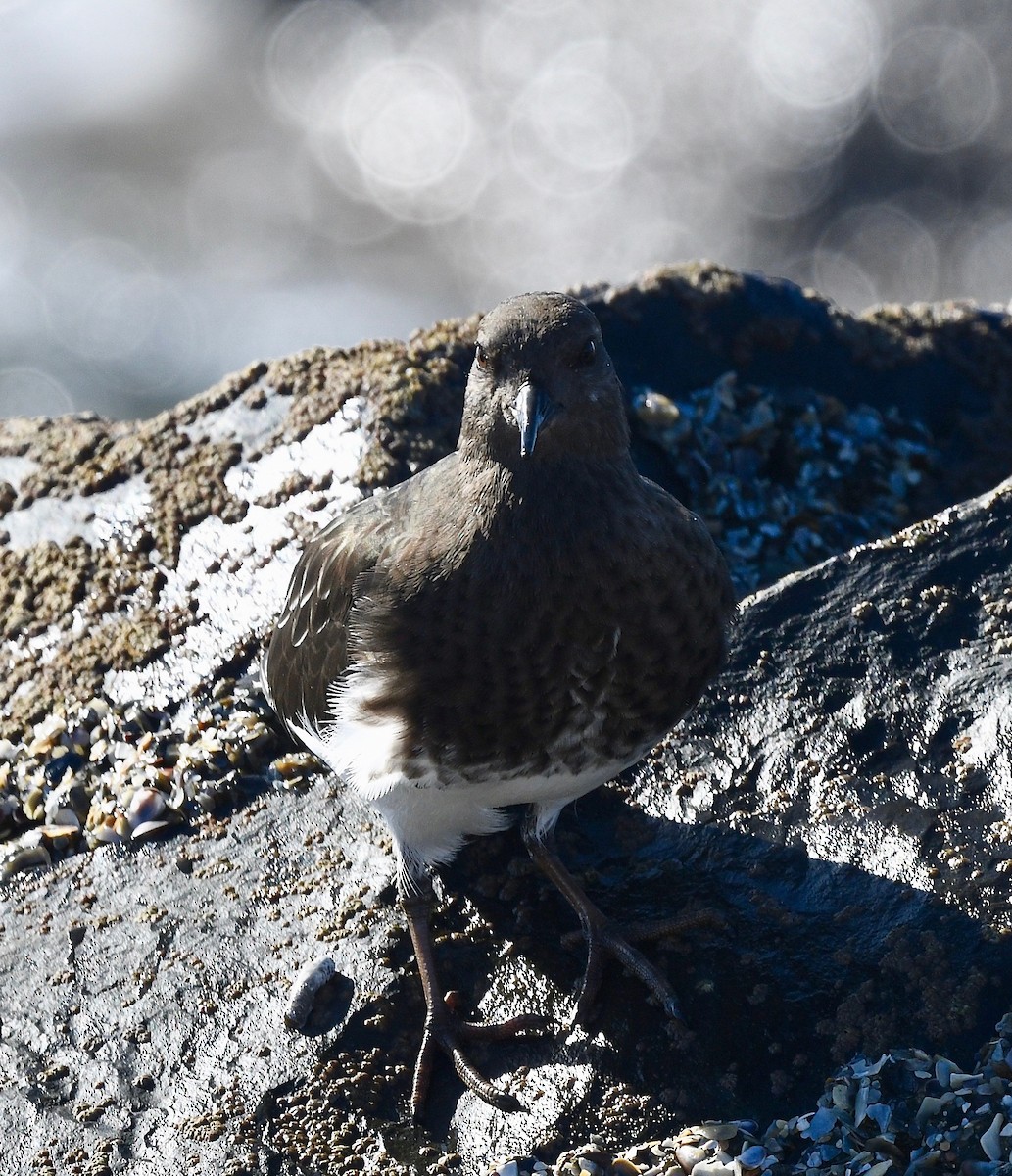 Black Turnstone - ML611911100