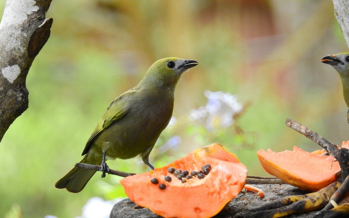Palm Tanager - ML611911107