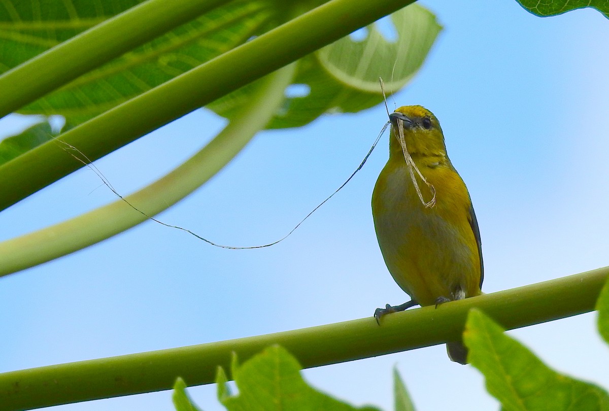 Purple-throated Euphonia - ML611911111