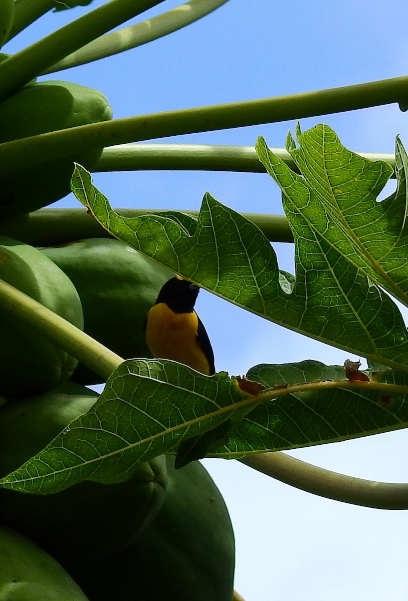 Purple-throated Euphonia - ML611911112