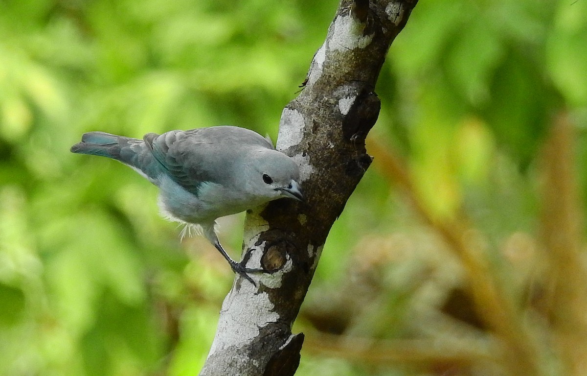 Sayaca Tanager - ML611911127