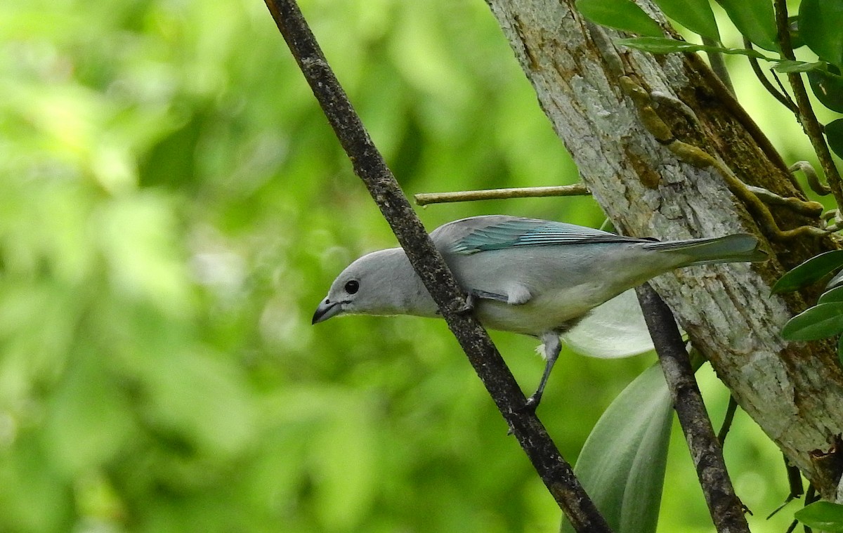 Sayaca Tanager - ML611911128