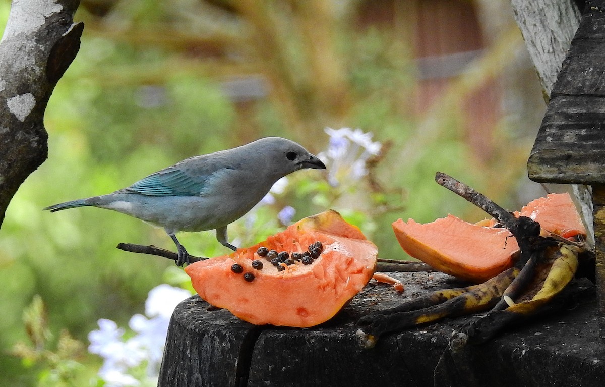 Sayaca Tanager - ML611911129