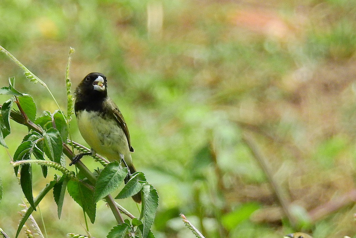 Yellow-bellied Seedeater - ML611911137