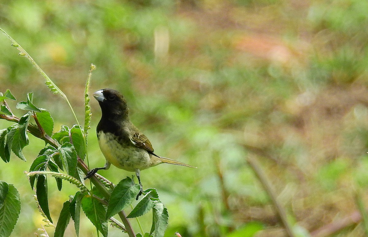 Yellow-bellied Seedeater - ML611911138