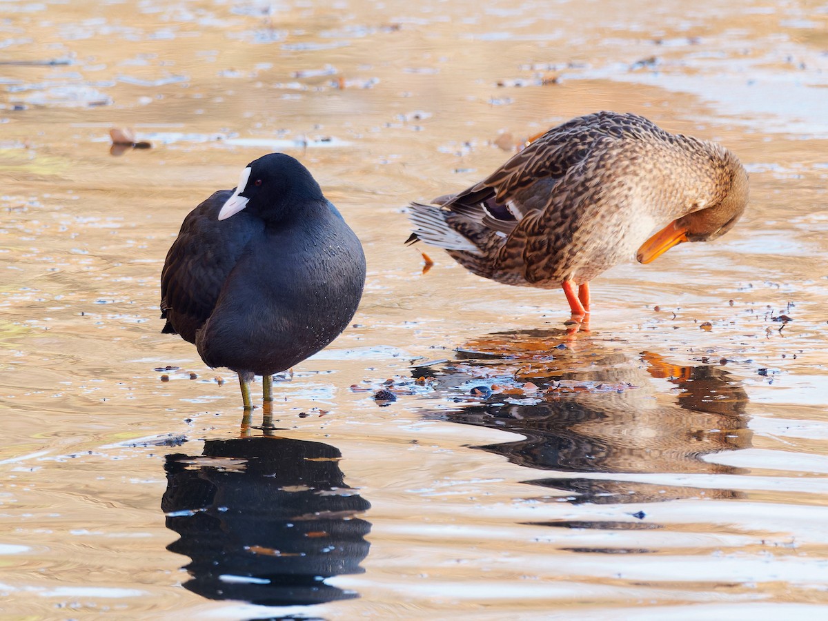 Eurasian Coot - ML611911156