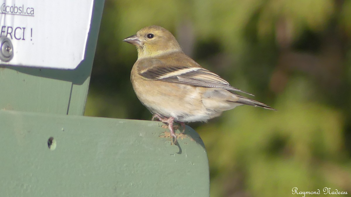 American Goldfinch - ML611911159