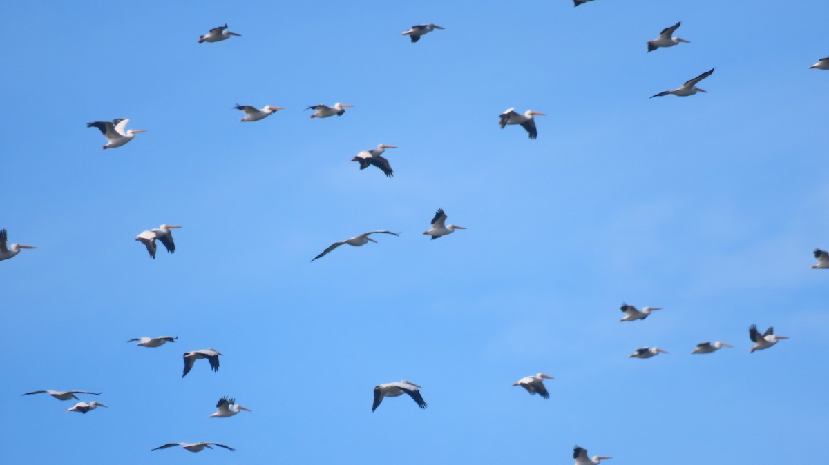 American White Pelican - ML611911165