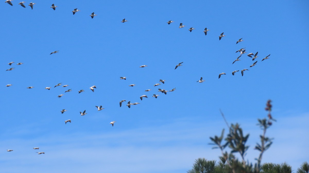 American White Pelican - ML611911166