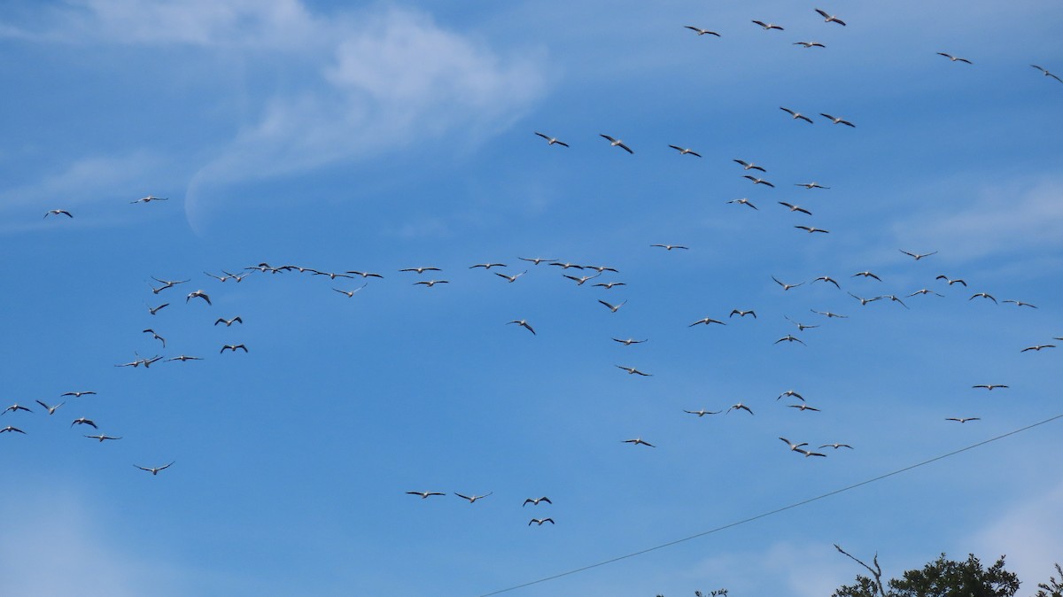 American White Pelican - ML611911168