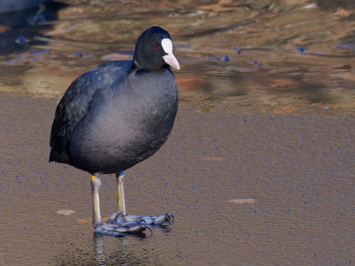 Eurasian Coot - ML611911170