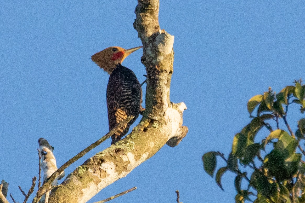 Pic à cravate noire (tinnunculus) - ML611911171