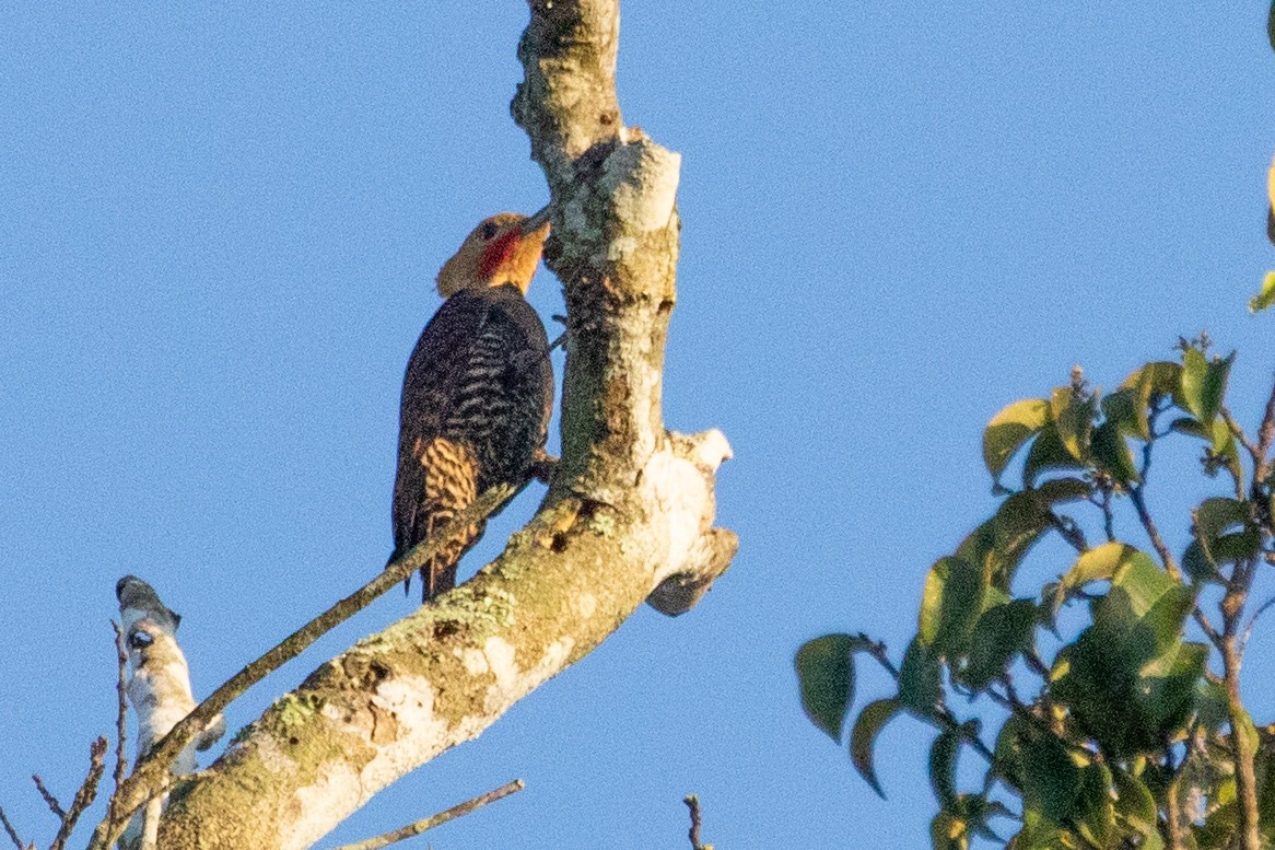 Ringed Woodpecker (Atlantic Black-breasted) - ML611911176