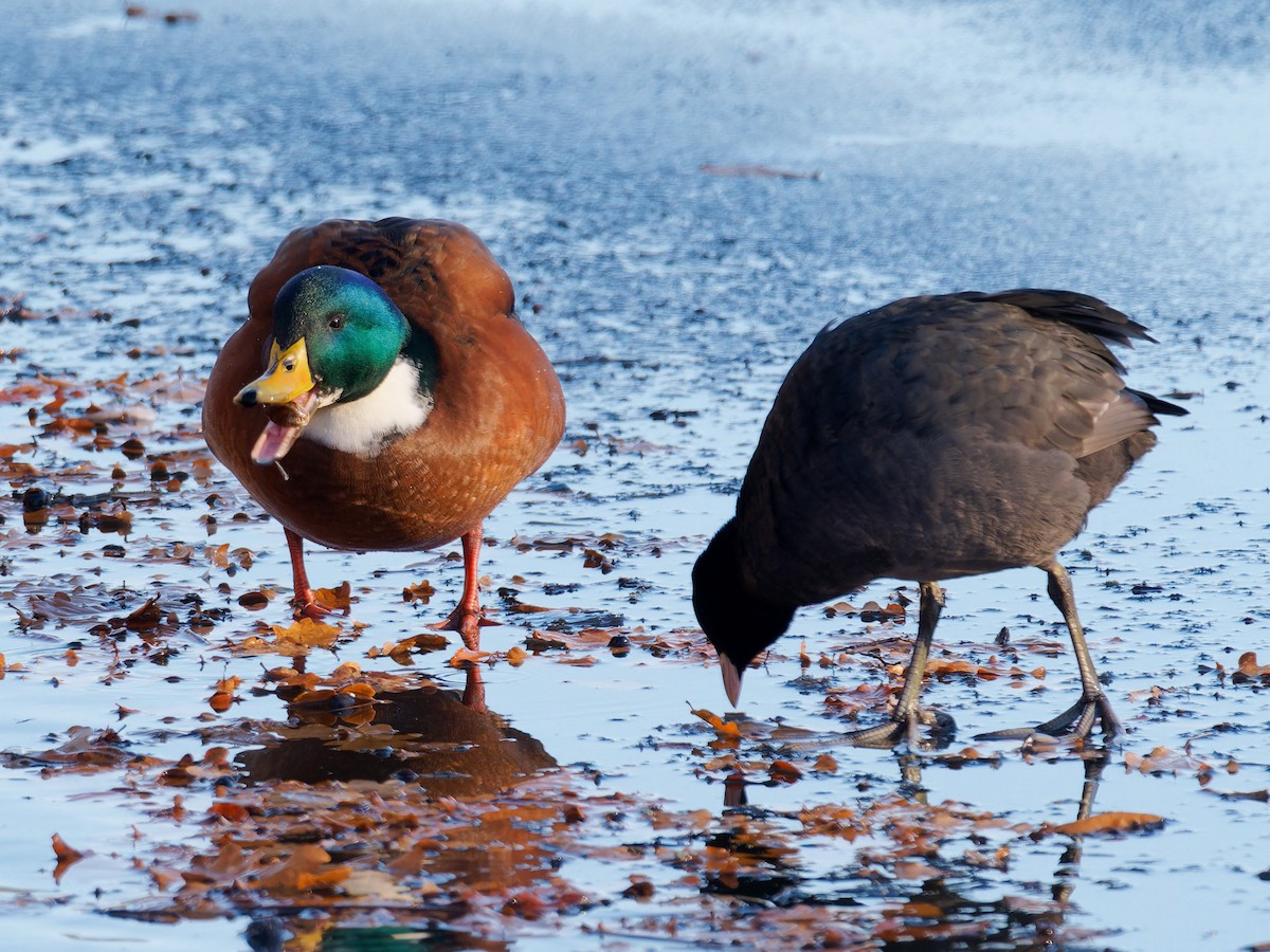 Mallard (Domestic type) - ML611911181