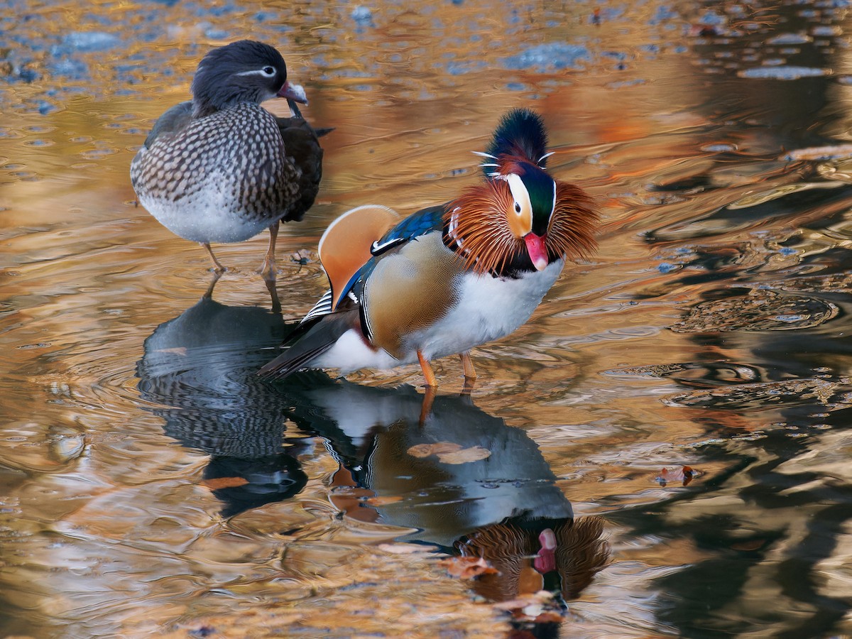 Mandarin Ördeği - ML611911209